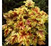 Гейхерелла Голден Зебра (Golden Zebra®) С1